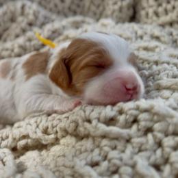 Yellow - Blenheim male Cavapoo puppy in Arlington, Texas from Van Haselen Poodles and Doodles