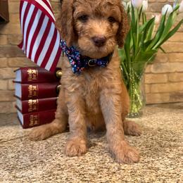 Benny - Apricot male Goldendoodle puppy in De Land, Florida from Rezapour Doodle Estate