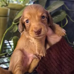 Zircon - Red male Dachshund puppy in Windom, Minnesota from Aster Creek Dachshunds & Australian Shepherds