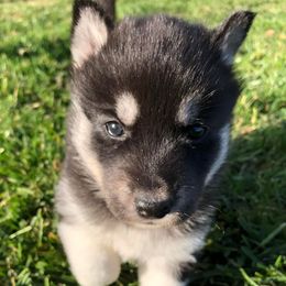 Siberian Huskies from High caliber Siberian Husky