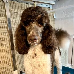 Pearl - Parti female Poodle puppy in Wilkes Barre, Pennsylvania from Apricity Poodles