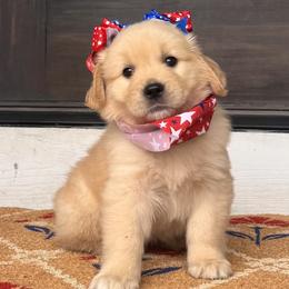 Yellow Girl - Golden female Golden Retriever puppy in Silver Lake, Indiana from Seven Hills Goldens