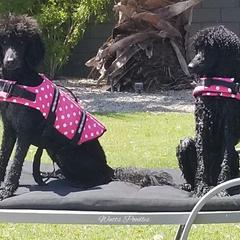 Poodle All Grown Up from Watts Poodles
