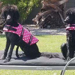 Poodle All Grown Up from Watts Poodles
