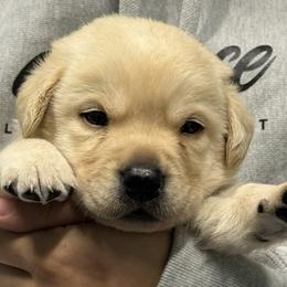 Boy number 3 - Yellow male Labrador Retriever puppy in Bethlehem, Pennsylvania from Reilly Lane Labradors LLC