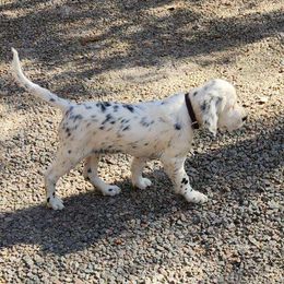 Puppy 6 left ear black - White male Llewellin Setter puppy in North Dinwiddie, Virginia from Pups Furever