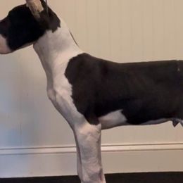 Great Danes from Rough Diamond Danes