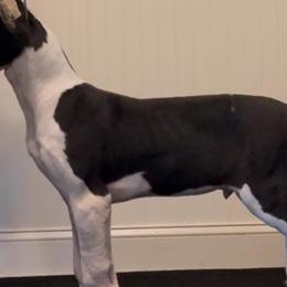 Great Danes from Rough Diamond Danes