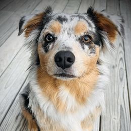 Mabel - Miniature Australian Shepherd