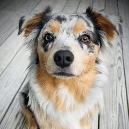 Mabel - Miniature Australian Shepherd