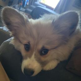 Boy - Red male Pembroke Welsh Corgi puppy in Fredericksburg, Texas from Hill Country Corgis