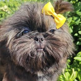Brie - Brindle female Shih Tzu puppy in El Paso, Texas from Paws Of Beauty