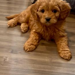 Ivy - Red female Cavapoo puppy in Vineyard, Utah from Pitter Patter Puppies