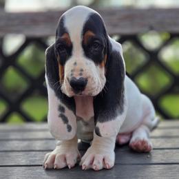 Valcor - Black white and brown male Basset Hound puppy in Denison, Texas from Emma Lou's Baby Bassets