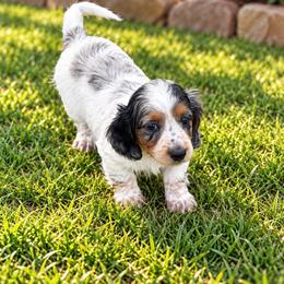Princess - Dapple female Dachshund puppy in Pleasant Plains, Arkansas from JGBs Silver Spur Dachshunds