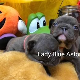 French Bulldog Puppies from Stevi Frenchies