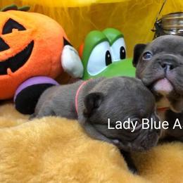 French Bulldog Puppies from Stevi Frenchies