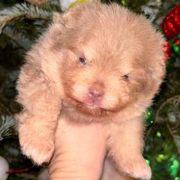 Lavender - Lavender male Pomeranian puppy in Fayetteville, North Carolina from Tar-heel Poms