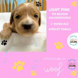 Daisy: Light Pink Collar - Apricot female Goldendoodle puppy in Raceland, Louisiana from Cajun Doodles
