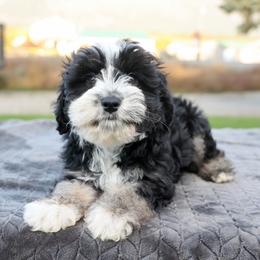 Huck - Black tri-color male Aussiedoodle puppy in Hamilton, Montana from North Lake Aussies