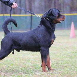 Ajax - Rottweiler