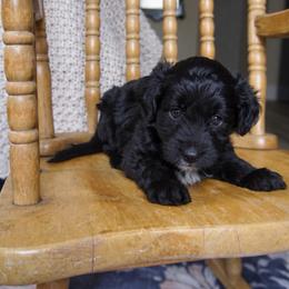 Bogie - Black and white male Aussiedoodle puppy in Davie, Florida from Miami Mini Doodles