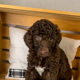 "Puddin" - Goldendoodle puppy in Georgia from Garden City Doodles, LLC
