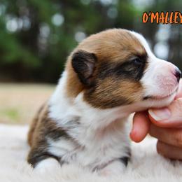 O'Malley - Sable and white male American Corgi puppy in Star City, Arkansas from T4 Farms