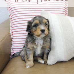 Mrs. Howell - Blue merle female Bernedoodle puppy in Idaho Falls, Idaho from Idahome Doodle
