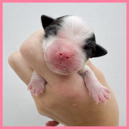 Pink - Mahogany and white female Saint Bernard puppy in Ladysmith, Wisconsin from Northwoods Saint Bernards