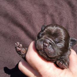 Boston Terrier and French Bulldog Puppies from Freedom Bostons