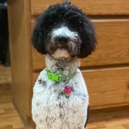 Clara - Goldendoodle