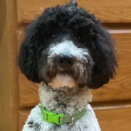 Clara - Goldendoodle