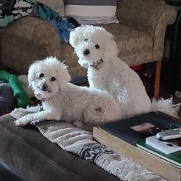 Bichon Frise Puppies from Sue's Bichon Babies