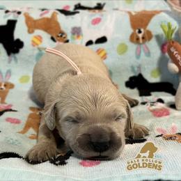 4th pick - Light golden male Golden Retriever puppy in Monroe, Tennessee from Dale Hollow Goldens