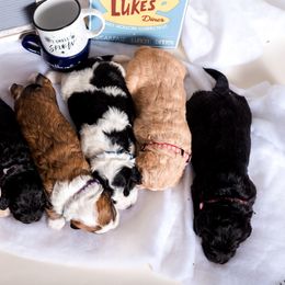 Bernedoodle Puppies from Sugarcreek Haven Bernedoodles