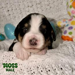 Moss - Tri-color male Bernedoodle puppy in Beecher, Illinois from Erica’s Doodles