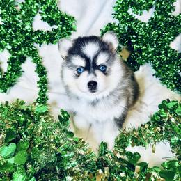 Cinnamon - Tri-color female Pomsky puppy in Rhome, Texas from TyeDye Kennels