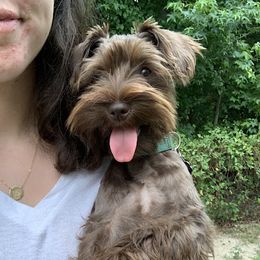 Amelie - Miniature Schnauzer
