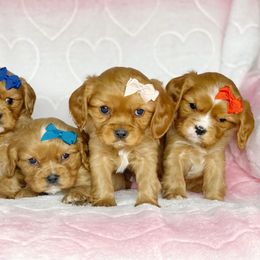 Cavalier King Charles Spaniel and Cavapoo Puppies from Red Skye Cavaliers and Cavapoos