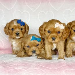 Cavalier King Charles Spaniel and Cavapoo Puppies from Red Skye Cavaliers and Cavapoos