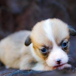 Pop Tart - Sable female Pembroke Welsh Corgi puppy in Star City, Arkansas from Say When Corgi Co.