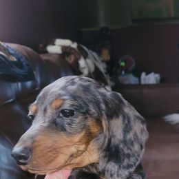 Splendor - Dachshund