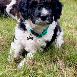 Aussiedoodle Puppies from Dogwood Family Doodles