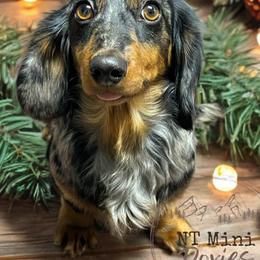 Dottie - Dachshund