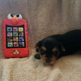 Yorkshire Terrier Puppies from Yorkieville Kennel