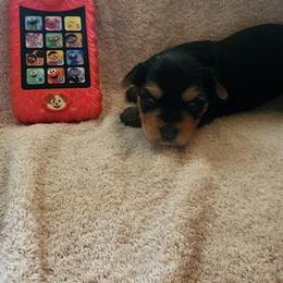 Yorkshire Terrier Puppies from Yorkieville Kennel
