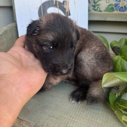 Delphina - Fawn and black female Belgian Tervuren puppy in Hastings, Minnesota from Century Hills Farm