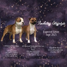 Staffordshire Bull Terrier puppies from Rockstaff Staffords