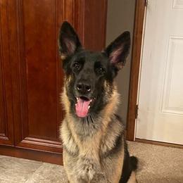 Lucy - German Shepherd